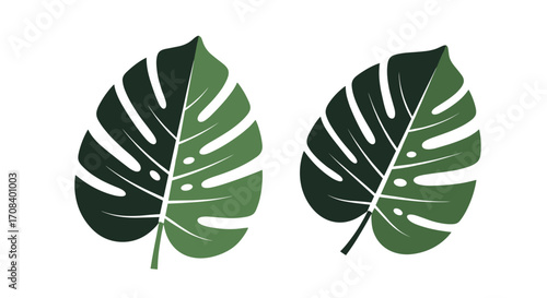 Two Monstera Leaves Tropical Plant Illustration.