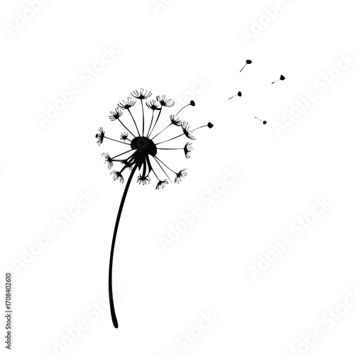 dandelion silhouette on white background