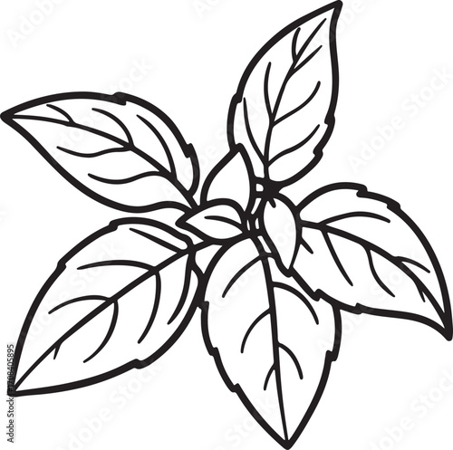 mint leaves line art, coloring book page line art drawing, vector and illustration