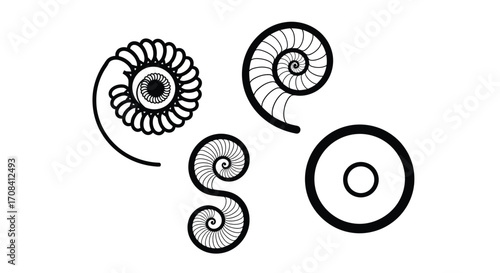 Ancient ammonite fossils delicate spiral shapes abstract natural design elements vector
