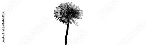 grass isolated on white
