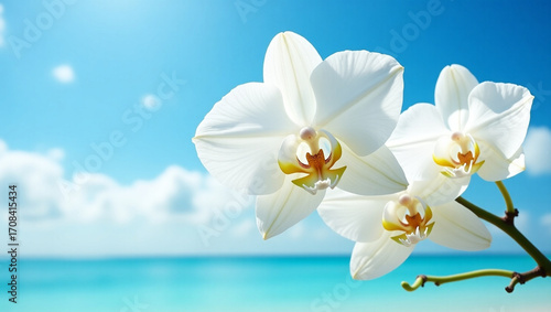 white flower on blue background