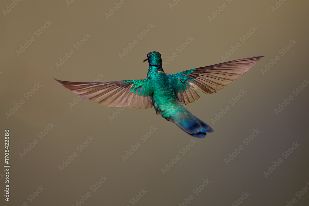 Obraz premium Purple-throated Sunangel at Huembo Reserve, Amazonas — a jewel of the Andean cloud forest captured in a moment of stillness- hummingbird