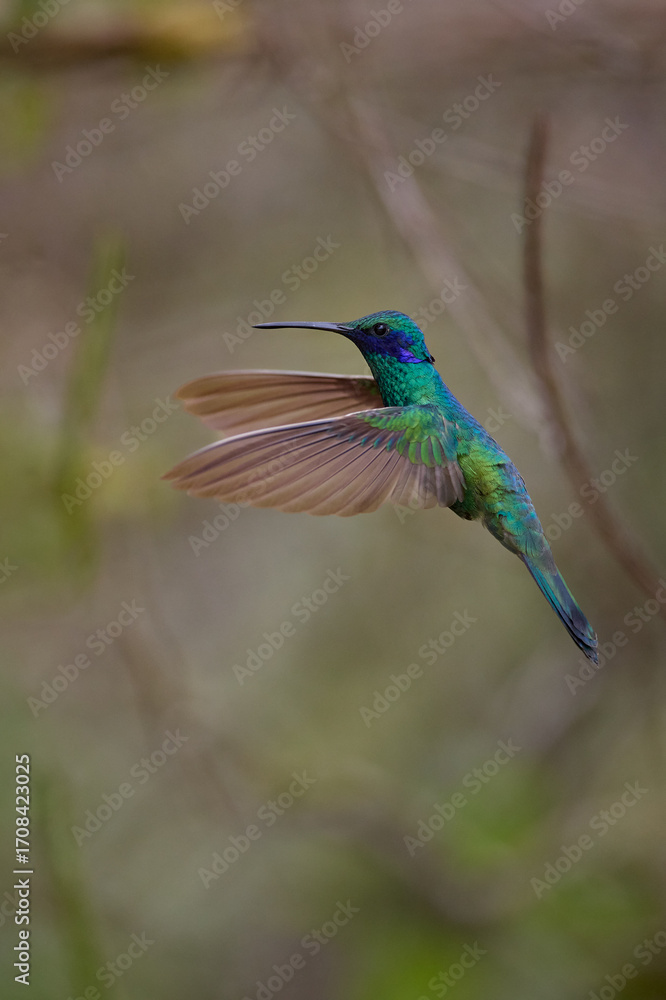 Obraz premium Purple-throated Sunangel at Huembo Reserve, Amazonas — a jewel of the Andean cloud forest captured in a moment of stillness- hummingbird