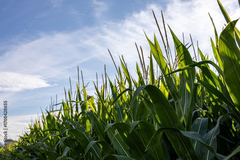 Fototapeta premium Field of tall corn plants against blue sky on sunny day. Agricultural landscape with maize crops growing in summer season