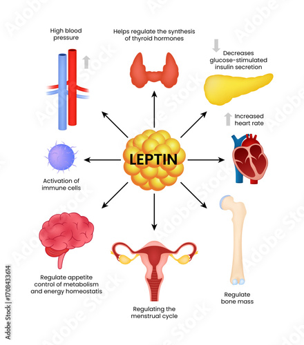 Leptin's Impact on Human Physiology