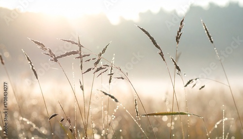 Water droplets on tall silver grass stems,  blurred pale foggy background.