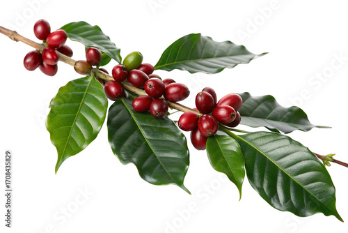 Fresh coffee cherries with glossy green leaves on branch isolated on white background macro closeup