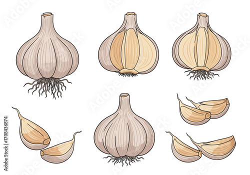 Fresh garlic bulbs and cloves for culinary use.