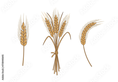 Illustration of three different wheat stalks and a bundle of wheat tied with a ribbon.