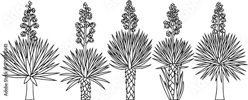  yucca silhouette line art vector illustration with a white background