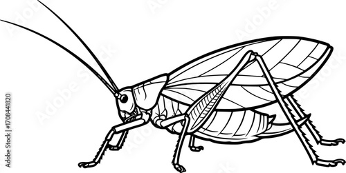 katydid silhouette line art vector illustration with a white background