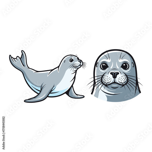 Seal Fullbody and Close-Up Illustration for Cute Marine Design