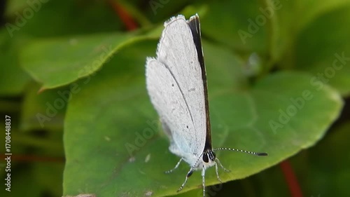 Butterfly Holly Blue, Celastrina argiolus on green leaf of  Clematis bush moved by wind on windy weather - frontal shot of insect, slow motion, close-up. Topics: beauty of nature, macro, plant, insect