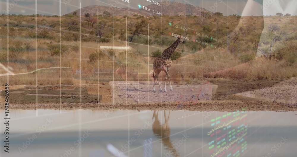 Fototapeta premium Standing giraffe reflecting in waterhole on savannah amid shrubs and hills, stock charts overlaying