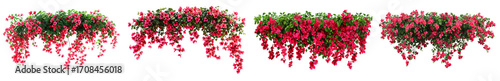 Wallpaper Mural An Element Set of Lush Pink Bougainvillea Flowers Hanging in a Decorative Arch on Isolated Transparent Background Png Torontodigital.ca