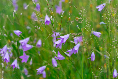 Cluster of purple harebell flowers blooming in a green summer meadow.