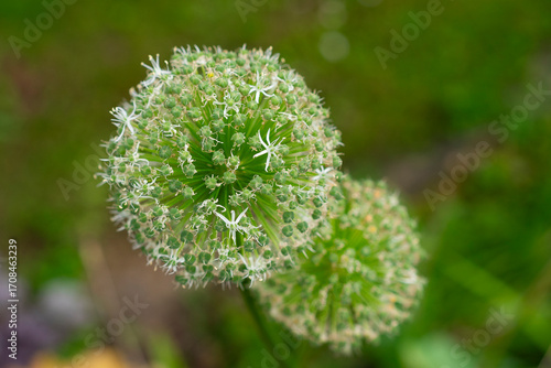 Close-up of green allium flower head with fading white star-shaped blossoms.