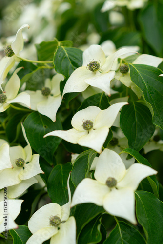 Close-up of white dogwood blossoms with green leaves in a spring garden.