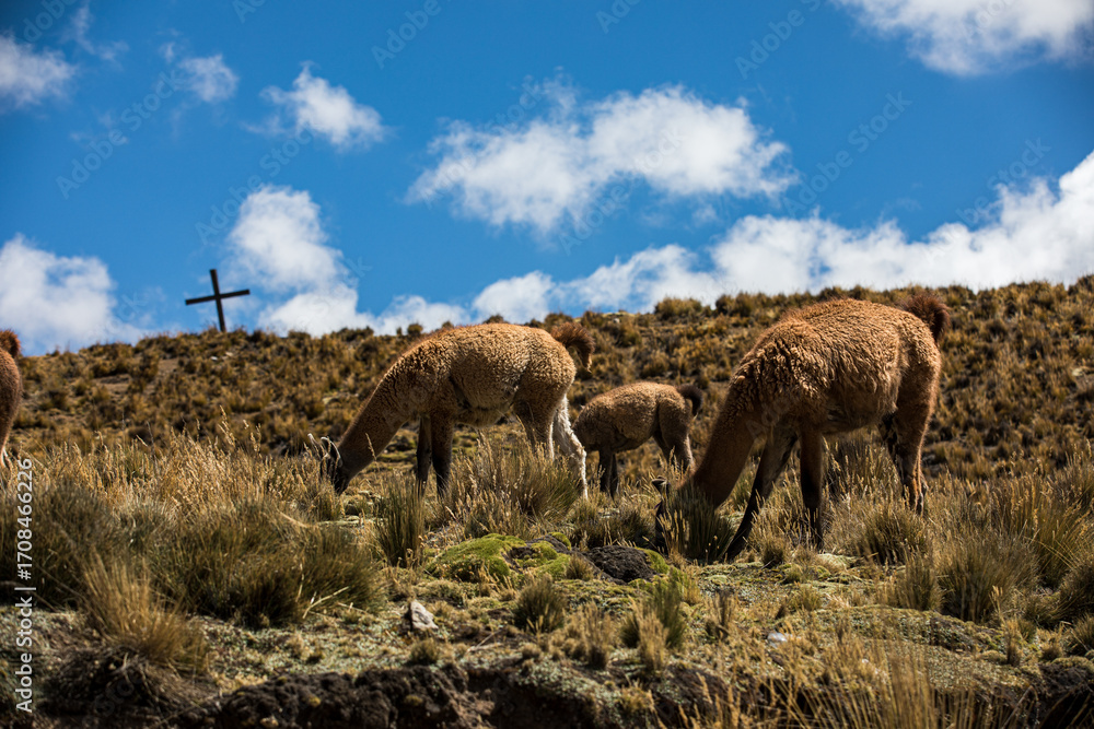 Fototapeta premium Guanacos