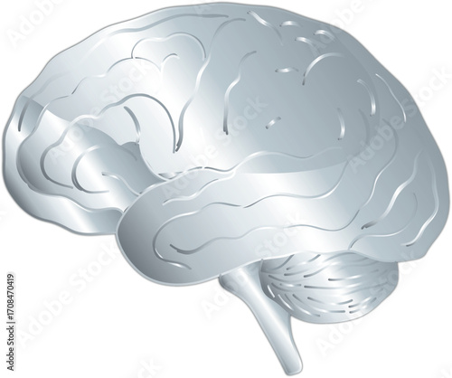 Silver Anatomical Human Brain