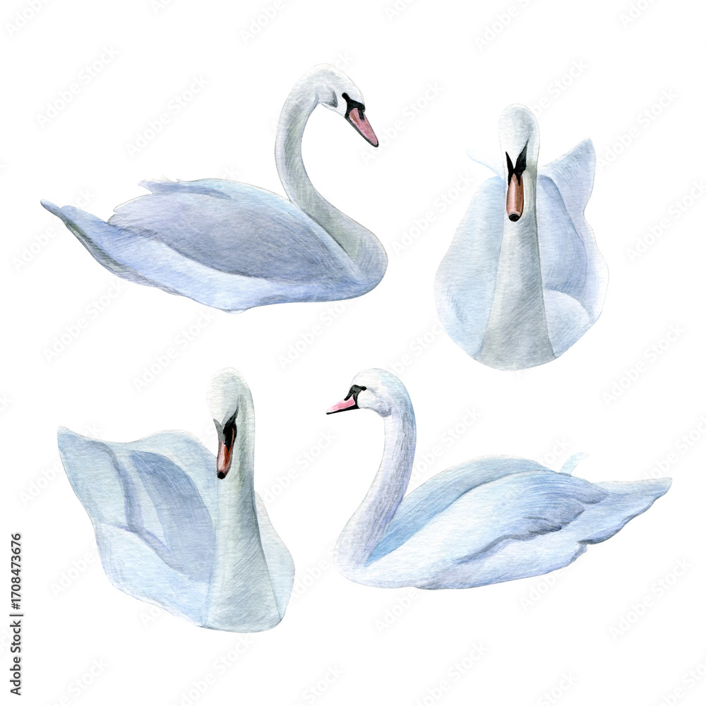 Obraz premium Set of swans. Watercolor of white birds isolated on a white background. Good for postcards, invitations, greeting cards.