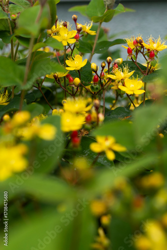 Hypericum plant with vibrant yellow flowers and red berries, surrounded by green foliage in a garden setting.