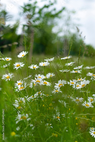 Meadow with oxeye daisies (Leucanthemum vulgare) in bloom, white petals and yellow centers standing among green grass.