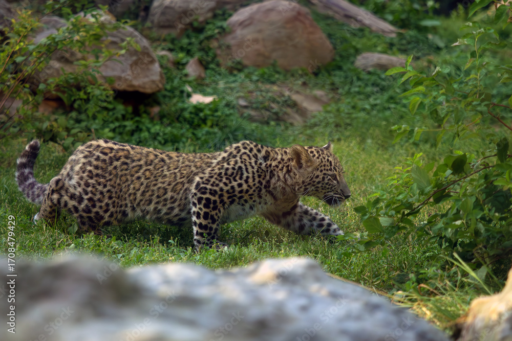 Fototapeta premium Panthera pardus tulliana, also called the Persian, Anatolian or Caucasian leopard, a small kitten sneaks up on potential prey.
