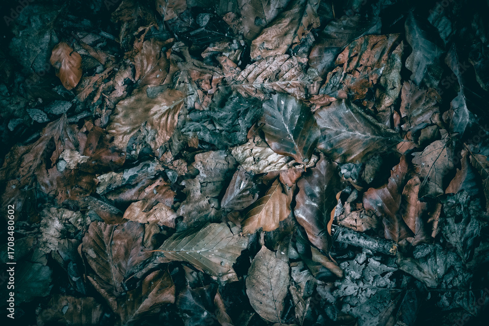 Obraz premium Dry Autumn leaves on the forest floor