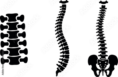 Human spine anatomy and vertebral column medical representation with pelvis vector