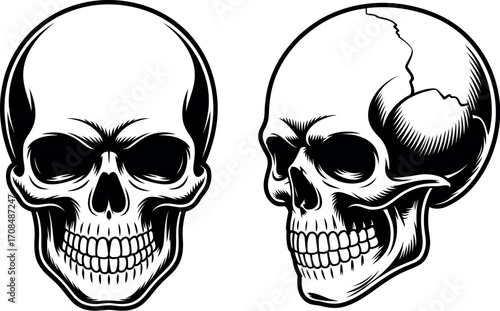 Detailed black and white rendering of two human skulls in profile and frontal views vector