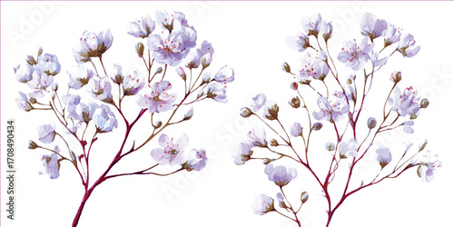 Background with tiny white flowers (gypsophila paniculata), blurred. Flower transparent background	
