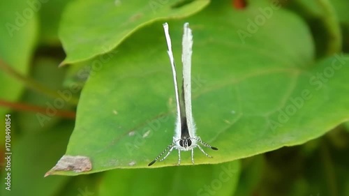 Butterfly Holly Blue, Celastrina argiolus on green leaf of  Clematis bush on windy weather - frontal shot of insect, slow motion, close-up. Topics: beauty of nature, macro, plant, insect, season