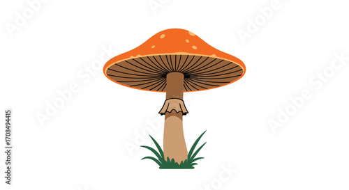 A single vibrant orange mushroom with gills and green grass beneath it.