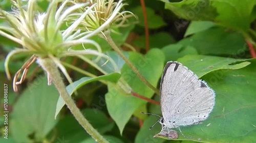 Butterfly Holly Blue, Celastrina argiolus on green leaf of  Clematis bush on summer season - slow motion, close-up. Topics: beauty of nature, macro, plant, insect, season, fauna, flora, garden