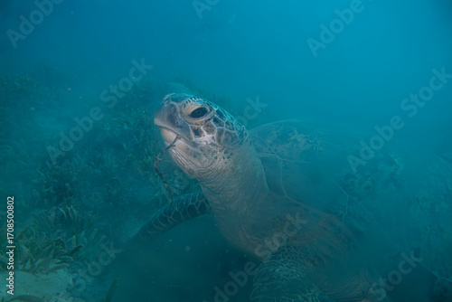 A big Sea Turtle with sea grass in its mouth.. The blue water is silted out except for the head. Green sea turtle  Chelonia mydas. Red sea  Egypt