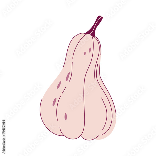 Raw squash vegetable. Cozy Autumn element, Fall harvest. Healthy natural vegan food. Hand drawn flat design vector illustration. 