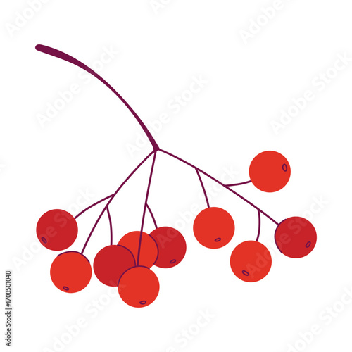 Rowan, vibrant red berries on branch. Wild Autumn berries, fall harvest. Organic healthy vegan food, curative plant. Hand drawn flat design vector illustration.