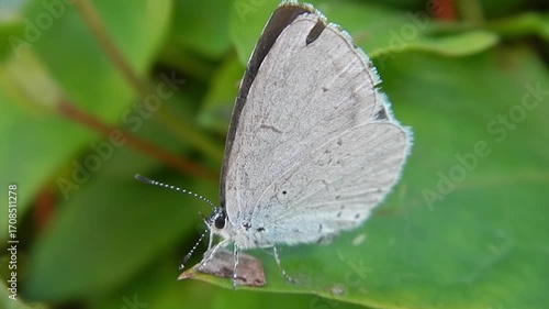 Butterfly Holly Blue, Celastrina argiolus on green leaf of  Clematis bush on windy weather - slow motion, close-up. Topics: beauty of nature, macro, plant, insect, season, fauna, flora, garden