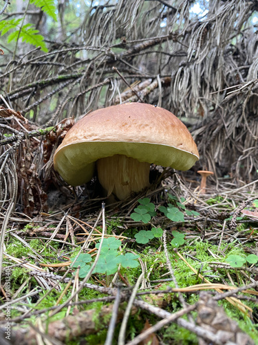 orange cap boletus, mushrooms in the forest