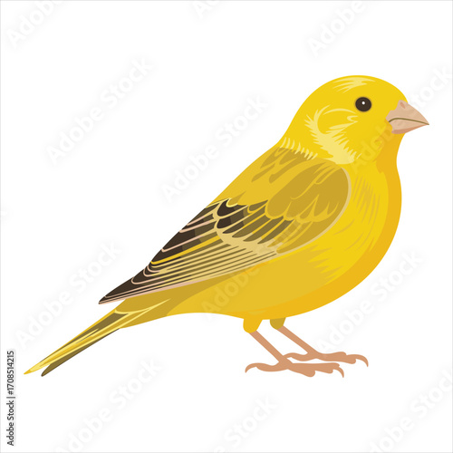 A bright yellow canary bird with detailed feathers perched on its feet