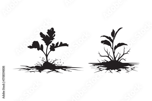 Two silhouetted plants with visible roots and soil