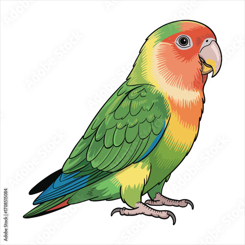 Vibrant lovebird perched against a white background with detailed plumage