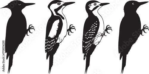 Black and white woodpecker illustrations bird silhouette