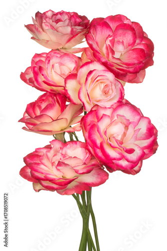 rose flower isolated