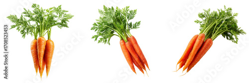 Three bunches of fresh orange carrots with green leafy tops isolated on a transparent background vegetable