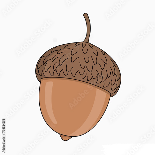 Acorn Illustration