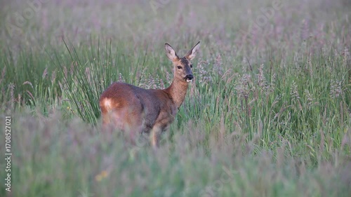 Roe deer mother grazing on a wet meadow, a fawn calls in the background, summer, north rhine westphalia, (capreolus capreolus), germany 