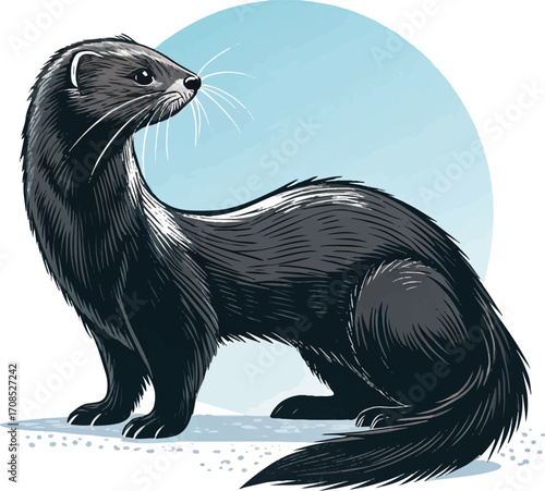 Black Ferret Illustration